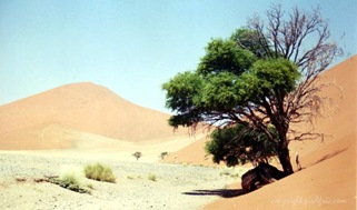 lonely-tree-in-namibian-desert