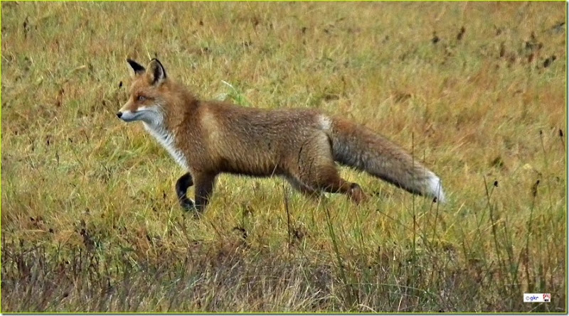 Gallnas fox-001