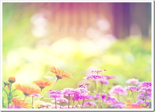 Flowers_Wallpapers_126