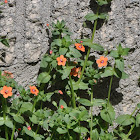 Scarlet pimpernel