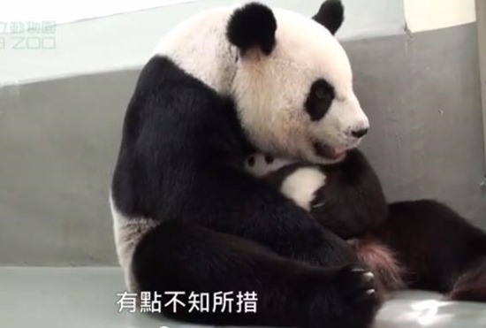 Bebê Panda Gigante 07