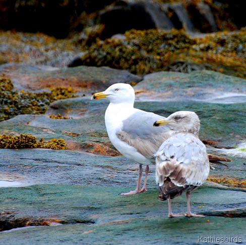6. Herring gulls-kab