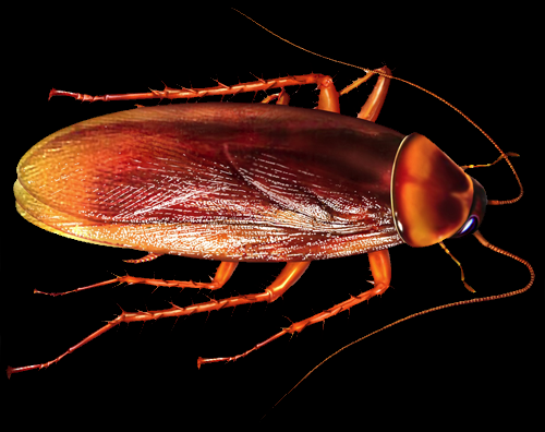 [cockroach_024.png]