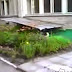 Too funny dog thought the cat was dead!