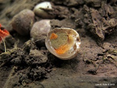 Pseudocolus fusiformis egg cut open closeup