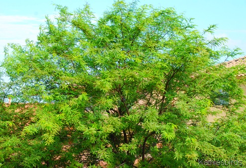 7. mesquite tree-kab