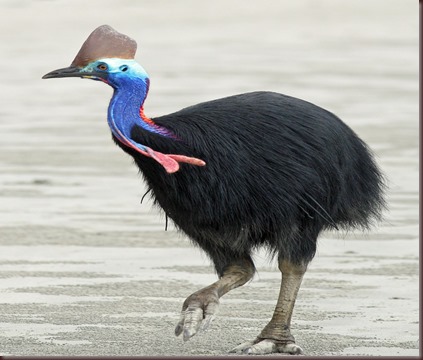Amazing Animal Pictures The cassowary (1)