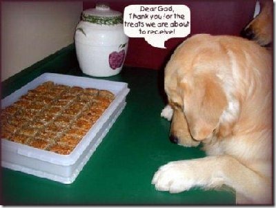 perros divertidos (8)