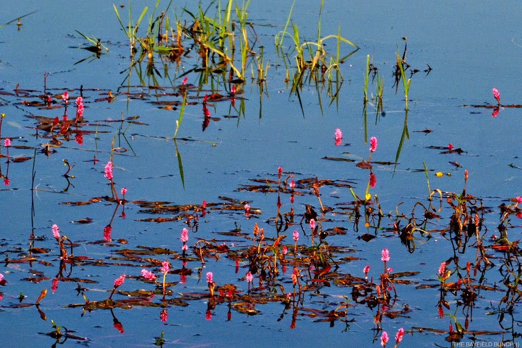 [DSC_0005-010%255B4%255D.jpg]