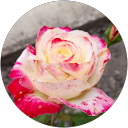 Image Google de sophie zos