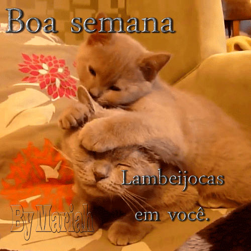 5.gif