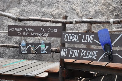 En effet, ici pour le snorkeling vous n'avez qu'un masque et un tuba, les palmes sont proscrites car les coup peuvent abîmer les coraux qui sont fragiles. Malheureusement comme je le disais les coraux sont déjà pour beaucoup mort... DSC_0319.JPG