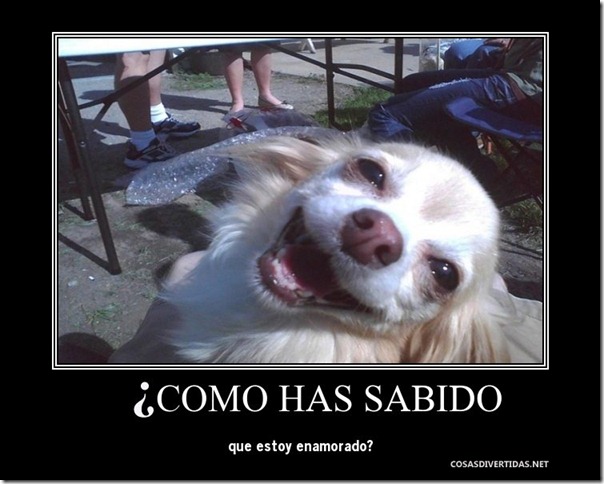 perro1 4 perro1 4