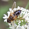 Hoverfly or Drone Fly
