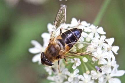 Hoverfly or Drone Fly