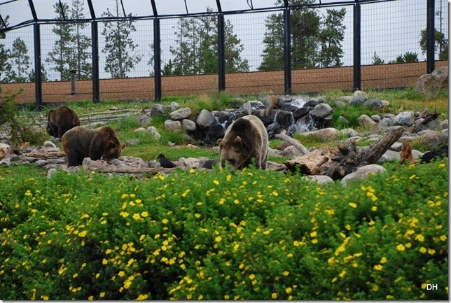 08-06-14 Grizzly and Wolf Discovery Center (129)