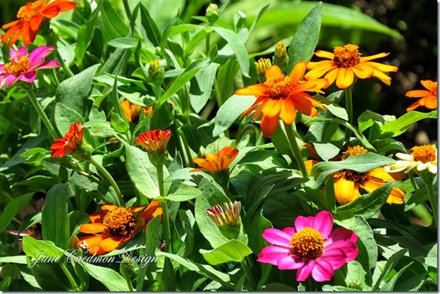Zinnias Zinnias