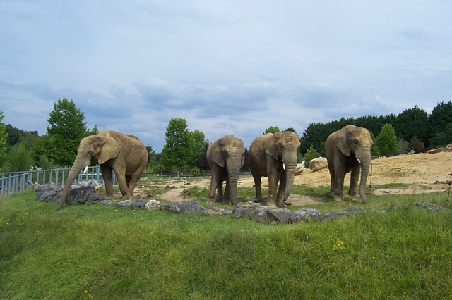 [2011.07.26042lphants2.jpg]