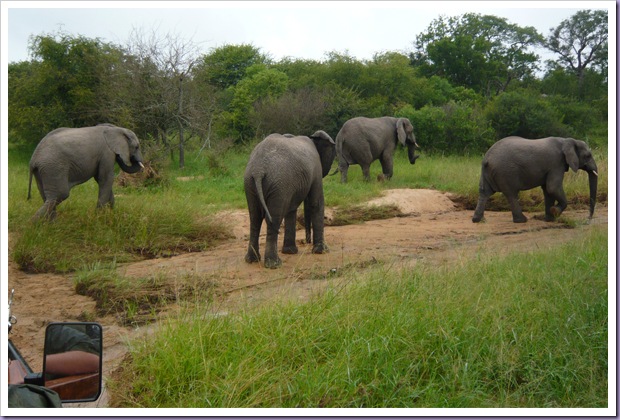 Hoedspruit-África-do-Sul-Safari-Game-Drive-Elefantes