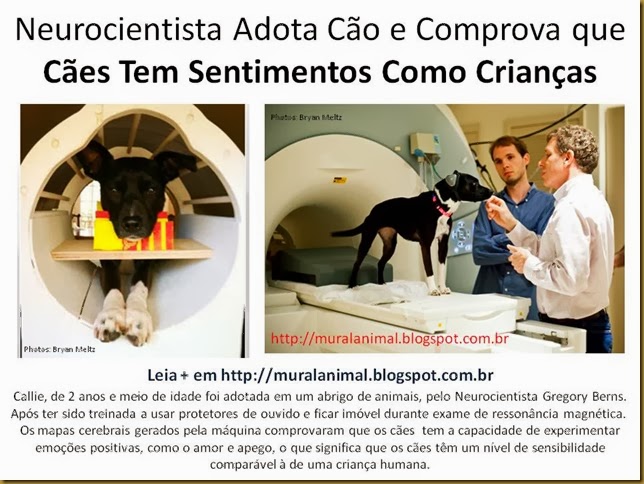Neurocientista Adota Cão e Comprova que Cães Tem Neurocientista Adota Cão e Comprova que Cães Tem