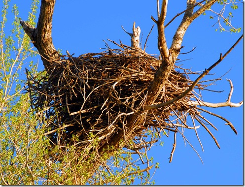 Eagle Nest 1