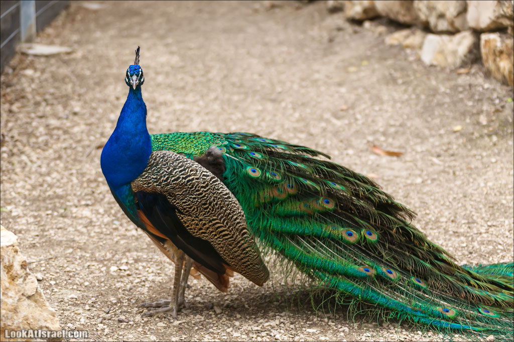 Ган Гуру - парк с кенгуру и другими австралийскими животными | Gan Guru | גן גורו | LookAtIsrael.com - Фото путешествия по Израилю