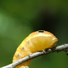 Spicebush Swallowtail