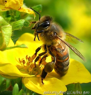 [bee-on-yellow-flower%255B28%255D.jpg]