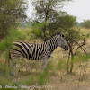 Burchell's Zebra