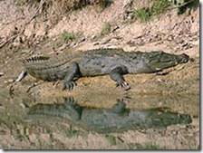 220px-Mugger_Chitwan-2 220px-Mugger_Chitwan-2