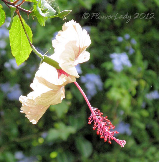 [05-13-hibiscus-plumbago2%255B4%255D.jpg]