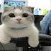 Funny Cats - Funny Cat Videos - Funny Animals - Funny Dogs 2014