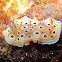 Nudibranch