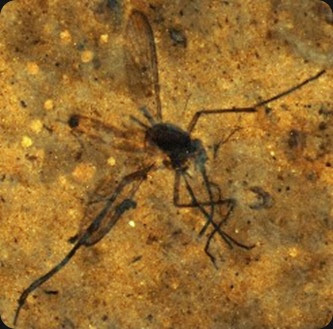 fossil female prehistoric mosquito 46 million years ago