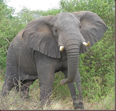 Amazing Animals Pictures Elephant (5)