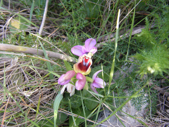 2012_02260006_ophrys therendinifera.jpg