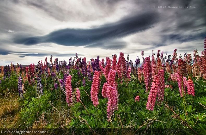 lupins-lake-tekapo-7