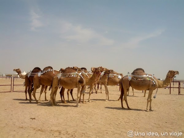 Qatar-Doha-Camellos-5.jpg