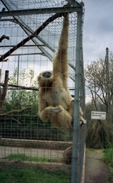 1993.03.08-109.07 gibbon