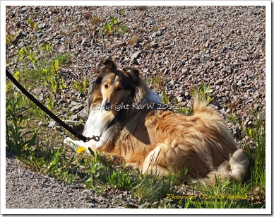 Our beloved dog! She took a rest in the ditch-bank when I was photograping the last pictures. She´s by my side all the time!