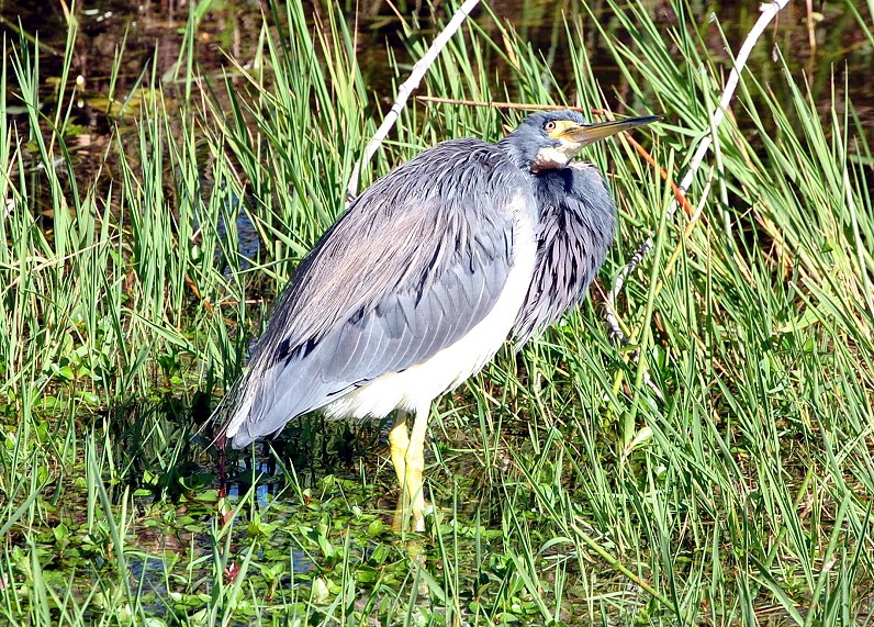 [06a%2520Tri-color%2520Heron%2520trying%2520to%2520stay%2520warm%255B4%255D.jpg]