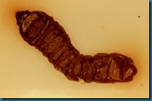 dead larva of ALB by nematode