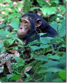 A Wild-Chimp-in-Kyambura-Gorge