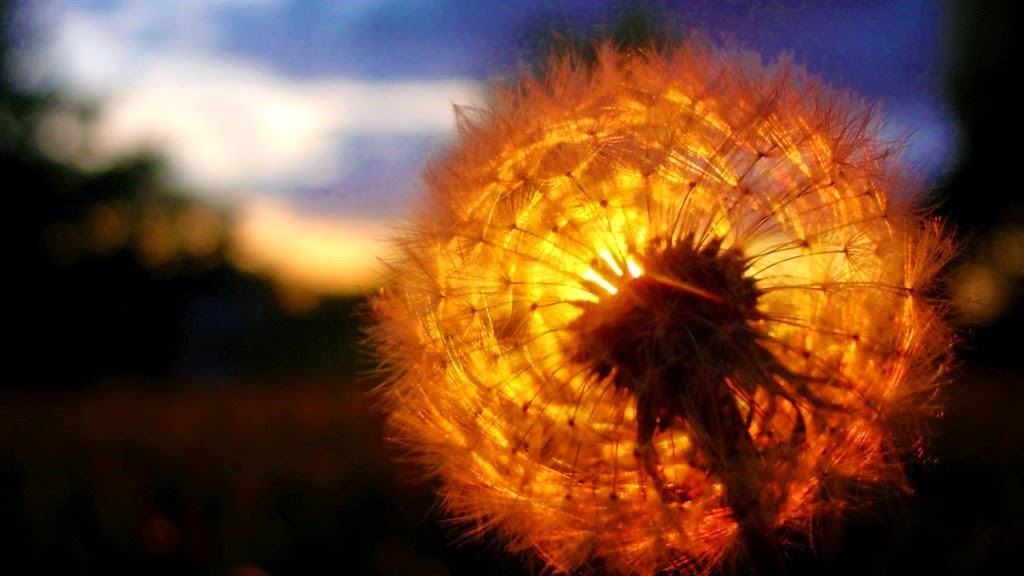 [dandelion_sunset_pictures_1600x900_76115%255B7%255D.jpg]