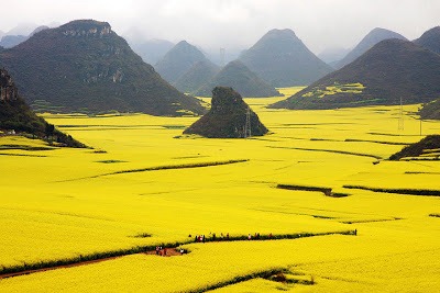 [Canola-Flower-Fields-China3.jpg]