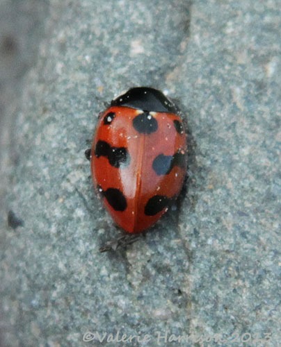[11-11-spot-ladybird%255B2%255D.jpg]