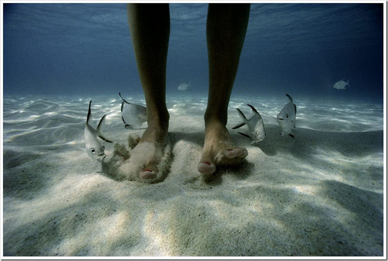 david-doubilet-pompano-fish-feet-US-virgin-islands