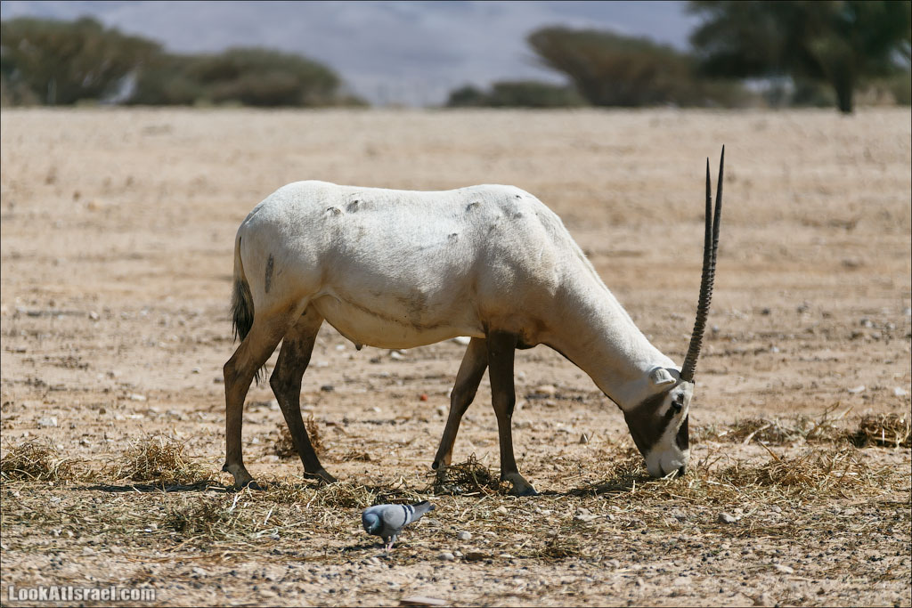 LookAtIsrael.com - Заповедник библейских животных Хай Бар | Hai Bar reserve | חי בר