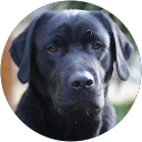 Image Google de Labrador Malin