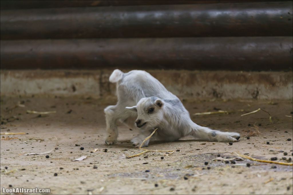 Ган Гуру - парк с кенгуру и другими австралийскими животными | Gan Guru | גן גורו | LookAtIsrael.com - Фото путешествия по Израилю
